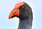Pukeko444 copy.jpg
