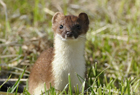 Stoat102075 copy.jpg